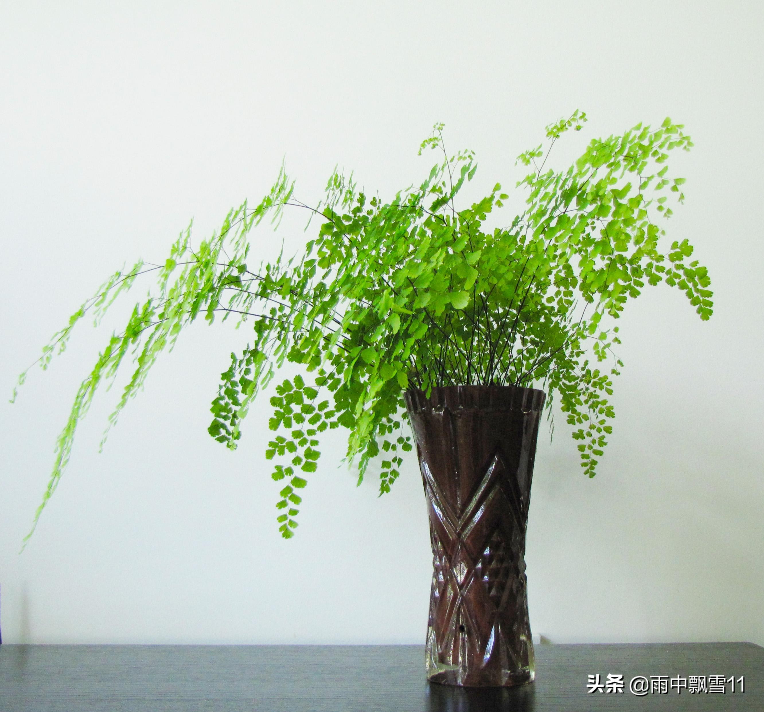 铁线蕨的养殖方法和注意事项盆栽,铁线蕨的养殖方法和注意事项大全