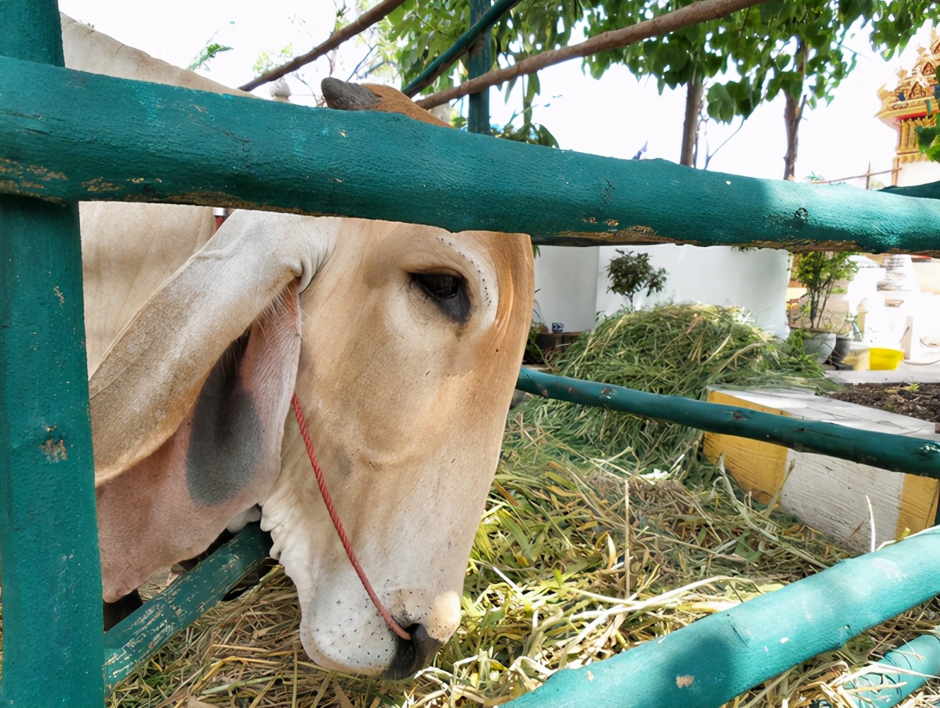 牛不吃草得什么病,病好的牛不吃草怎么办