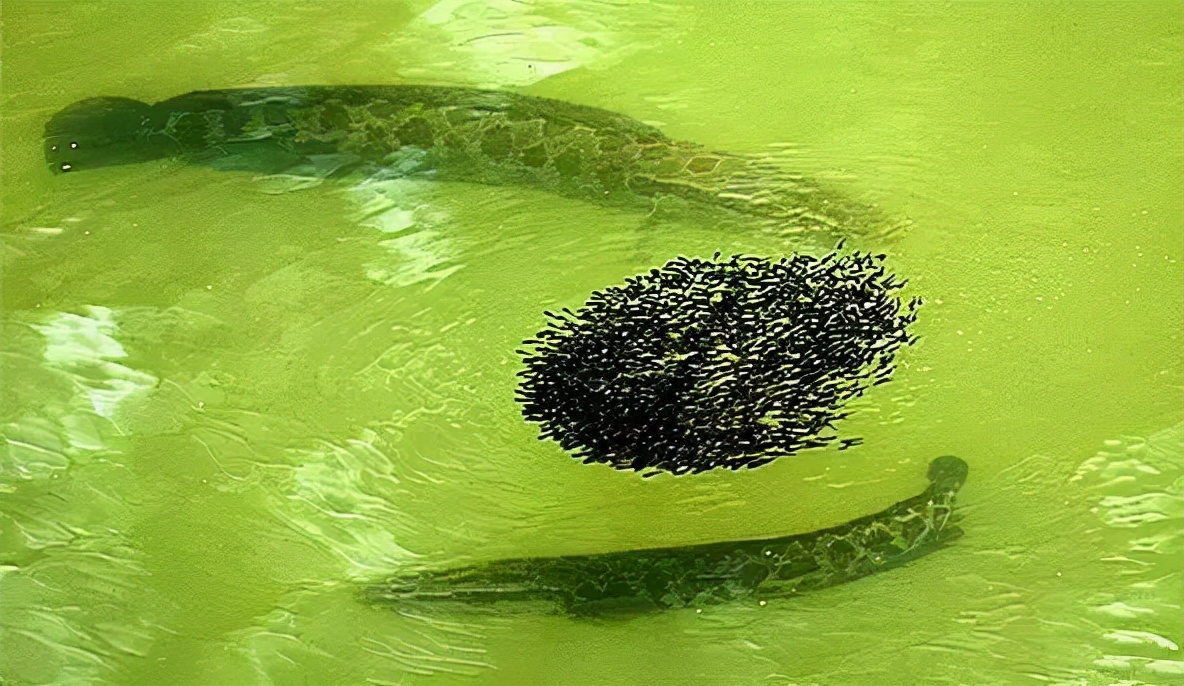 跟黑鱼一样淡水鱼品种大全,淡水鱼乌鳢鱼图片