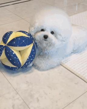 比熊这朵棉花糖，圆圆白白胖胖，是我的初恋情狗没错了