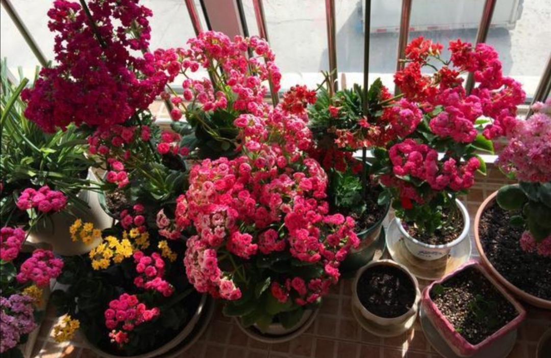 零下三十度户外养花,外面养花