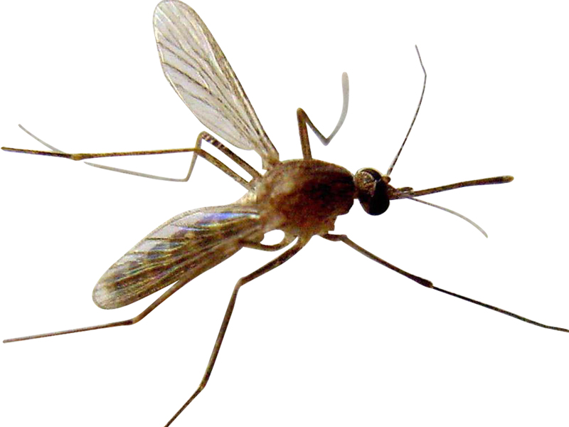 有一种小飞虫比蚊子小咬得特别疼,有一种小虫叫蠓子叮人很厉害