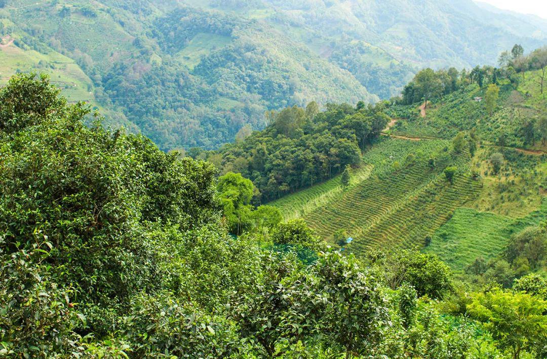 临沧邦东茶区都有什么茶,临沧邦东古树茶