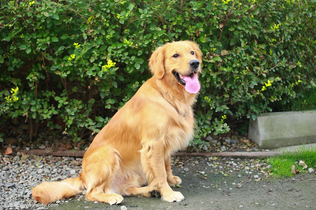 为什么金毛的屎那么臭,金毛吃什么拉的屎不臭