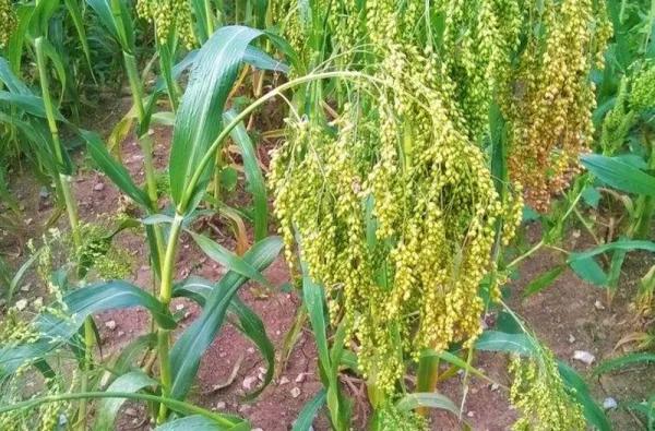 中国三次革命分别是什么,两次粮食革命是什么