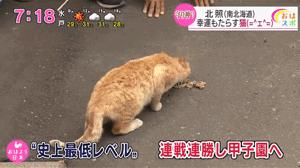 一只流浪猫改变了他的命运,足球场上一只猫竟然赢得了世界杯