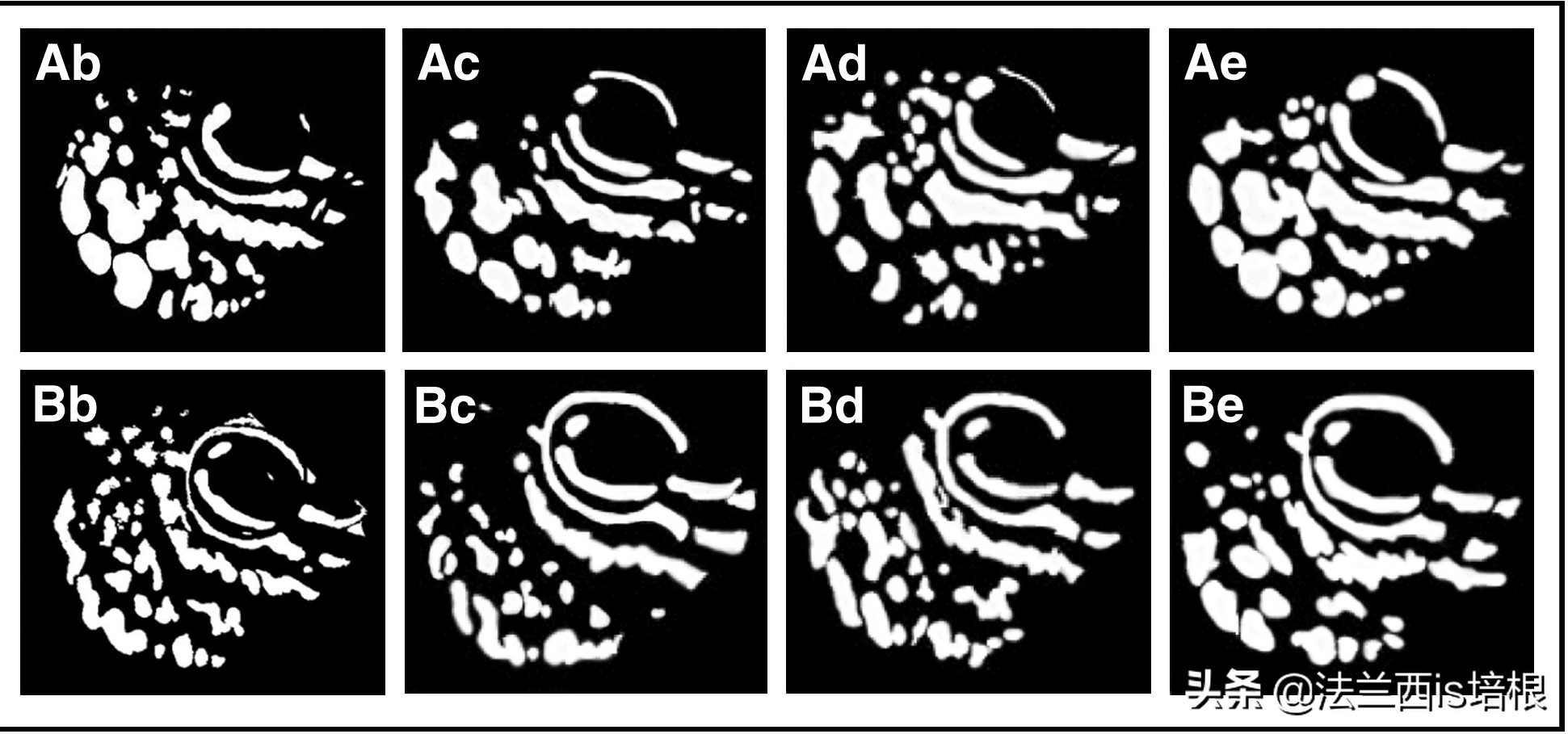 鱼眼看世界高清图片,鱼眼看到的世界是怎么样的