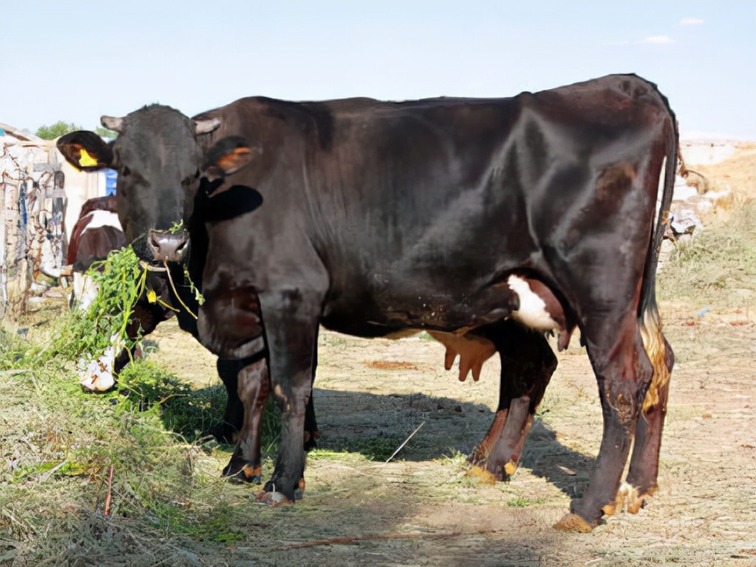 母牛掉球遗传小母牛吗,母牛掉球的原因以及防治方法