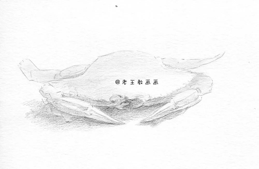 零基础自学画螃蟹入门,零基础学画螃蟹