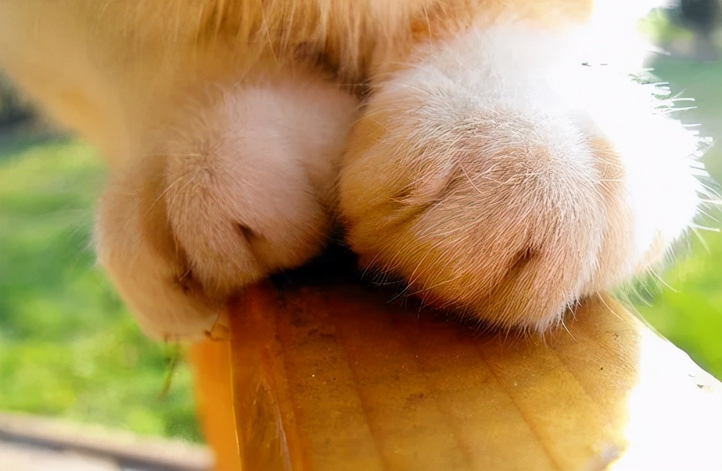 猫咪被脚臭到的视频,哪个品种的猫咪脾气最臭