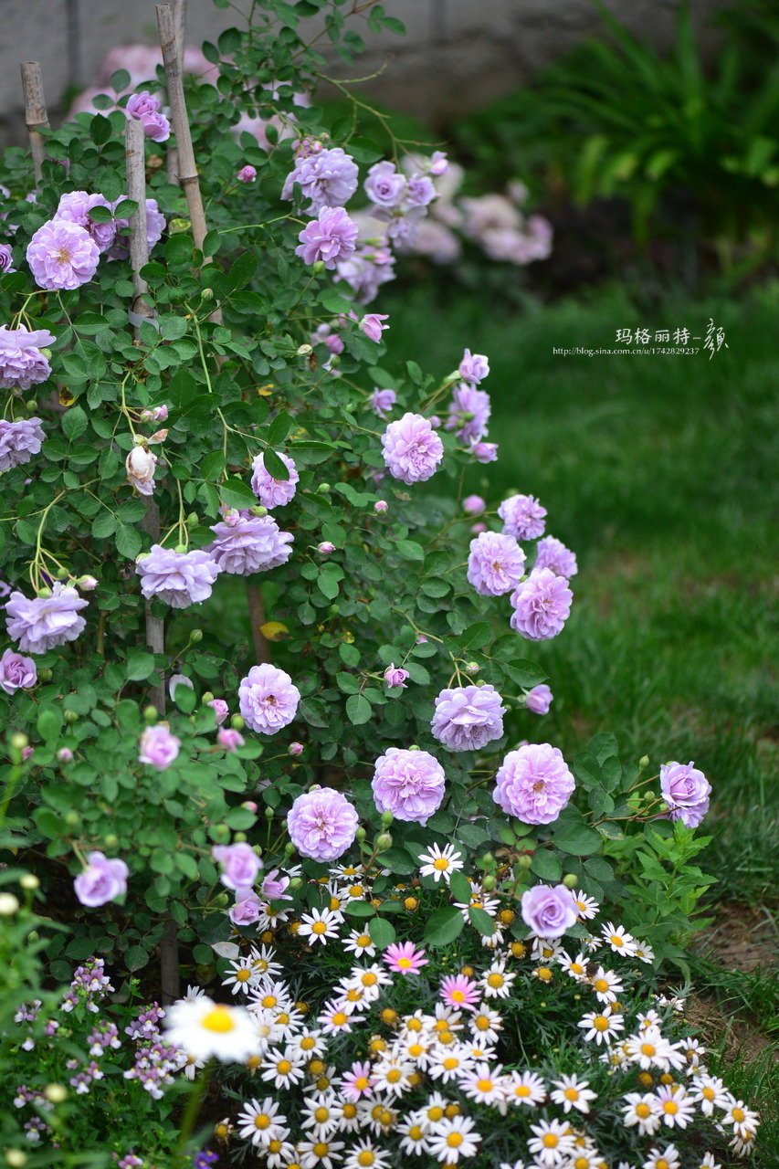爬藤植物怎么牵引造型,爬藤植物是怎么爬藤的