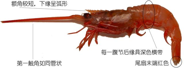 硬壳罗氏虾和软壳罗氏虾的区别,罗氏虾鳌虾甜虾有什么不同