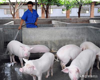 夏天到了养猪人如何防止猪中暑,夏季高温如何解决猪群的中暑应激
