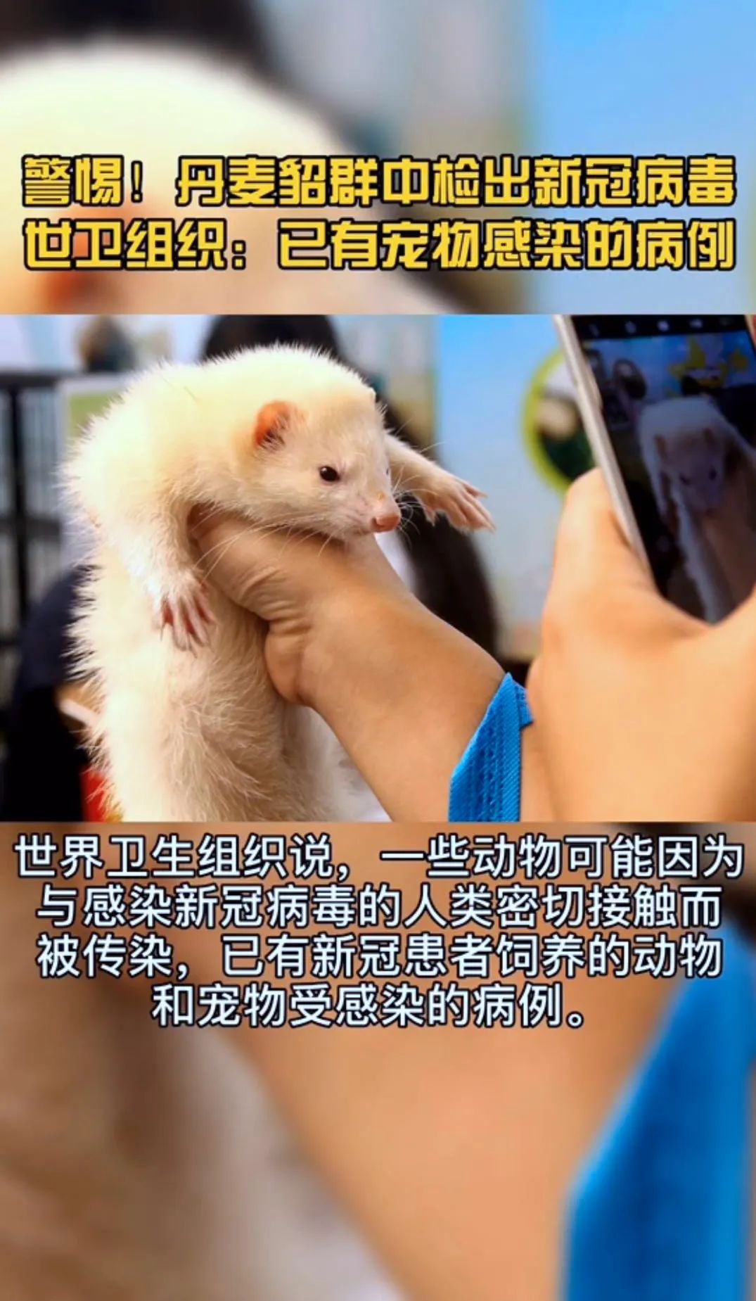 丹麦共发现5种貂类变异新冠病毒,丹麦在养殖貂体内发现新冠病毒