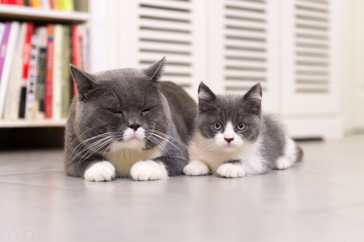 猫咪的报复心有多强,猫咪乱尿真烦人