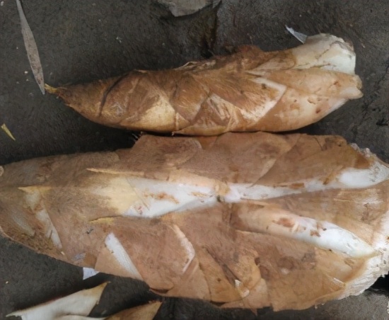 大山里的原生态新鲜笋,黄泥拱笋视频大全