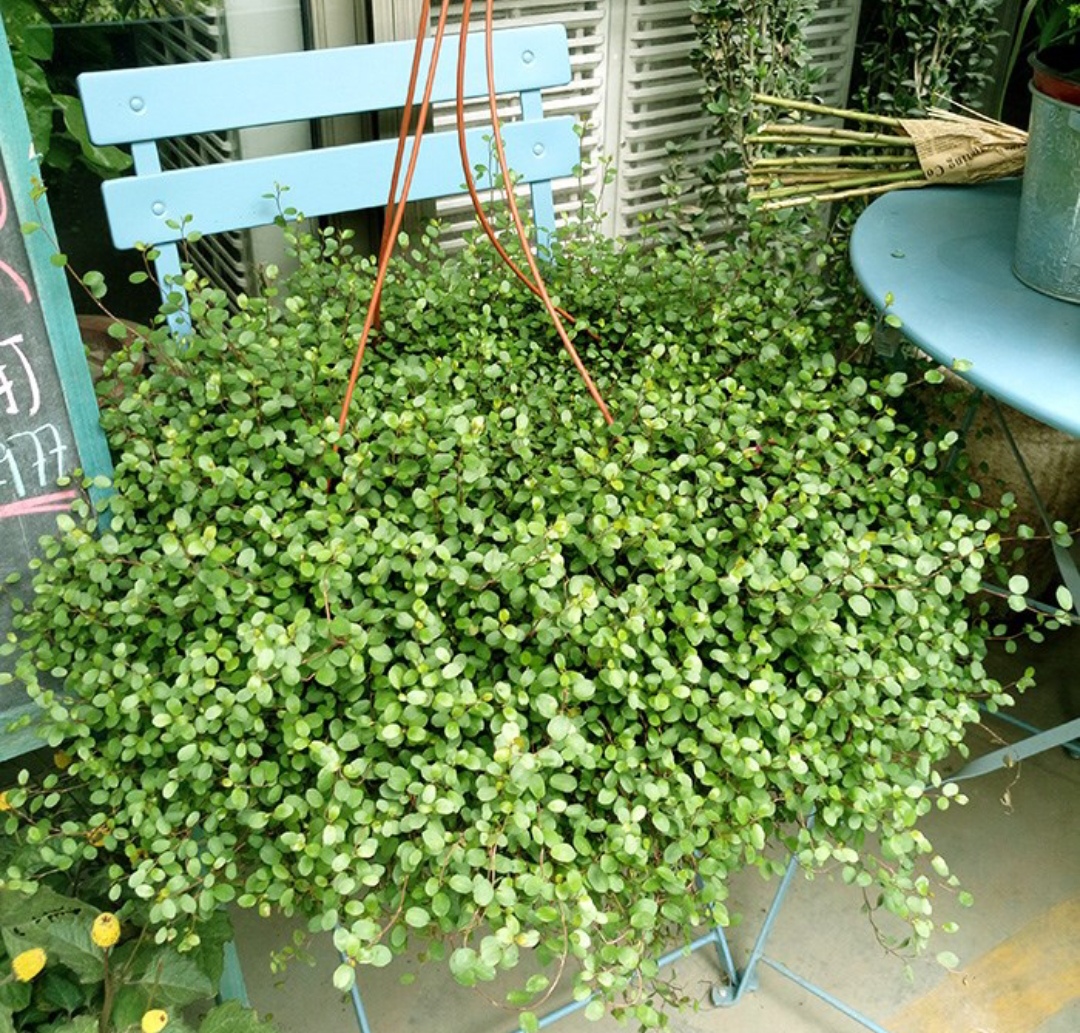 18种寓意好的花,18种花图片大全