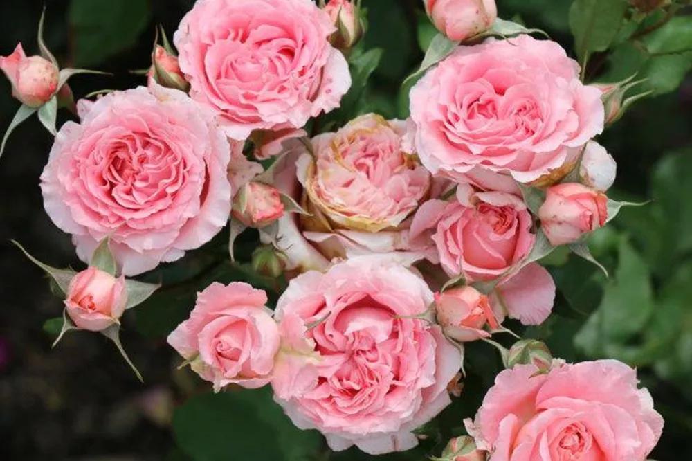 花店必备的5款玫瑰,鲜花图鉴一次性认识30种玫瑰花