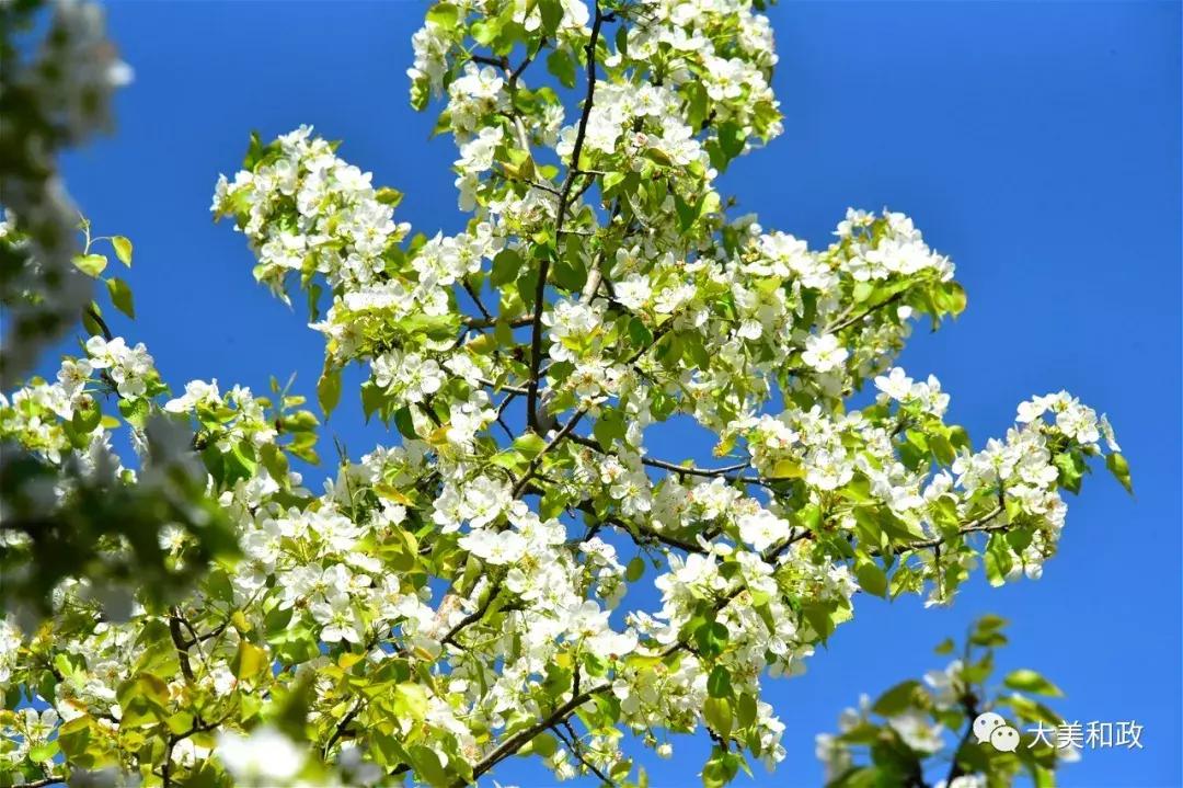 绿色和政春深夏浅风光好山美花浓待君来