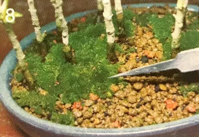 看石榴盆景的造型和制作技术,石榴盆景速成方法图片