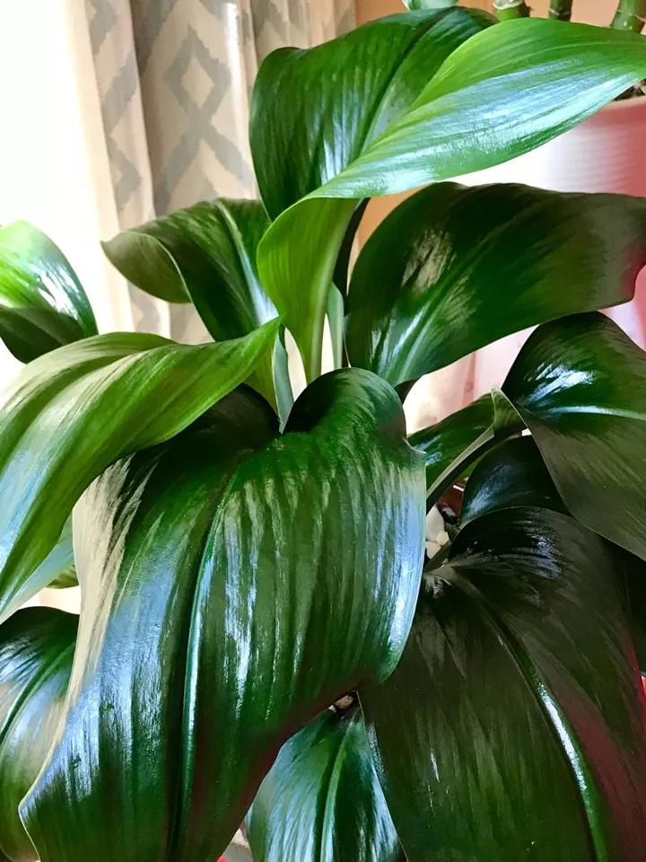 在叶子上的蓝色营养液,在植物的叶子上喷水有用吗