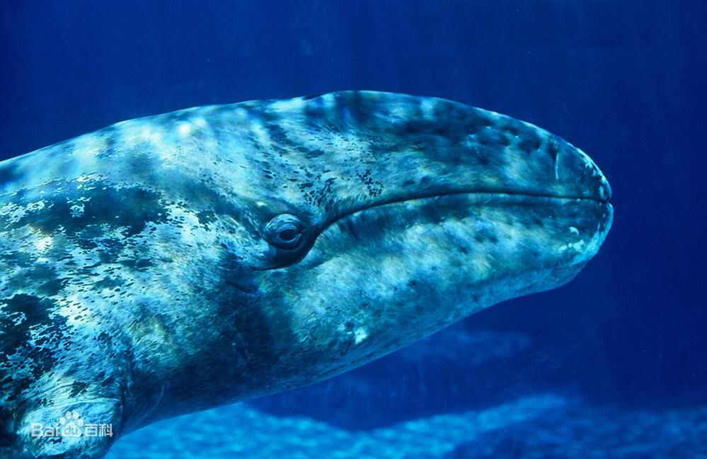 史上最全海洋知识,海洋知识科普海洋之最