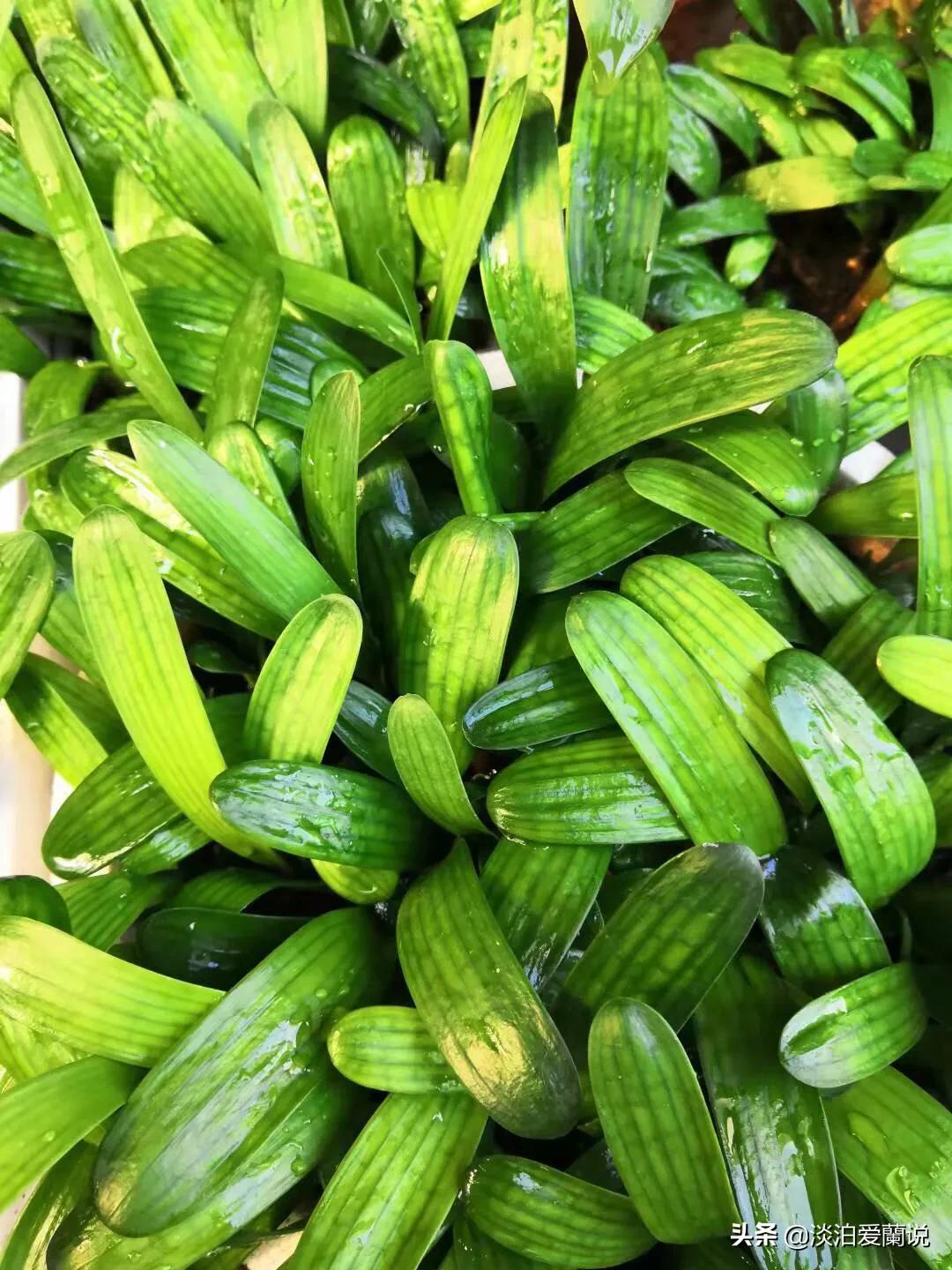 药兰和君子兰有什么区别,君子兰小黑飞虫用什么药