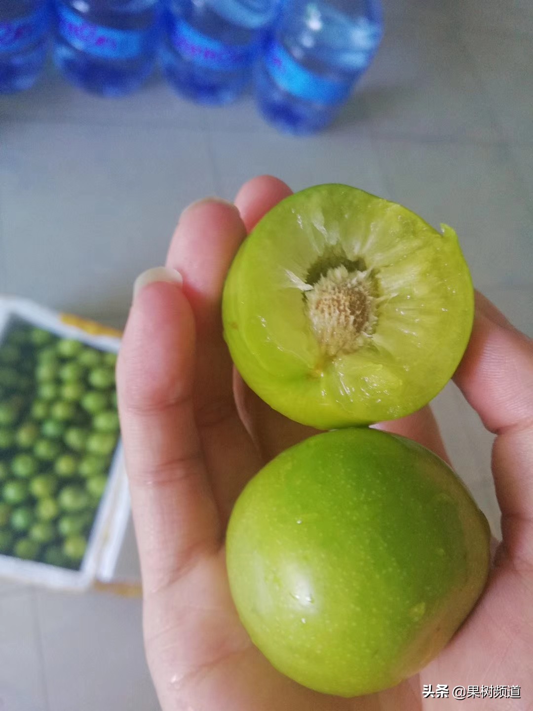 李子嫁接成活要不要修枝,村民种植果树亏本