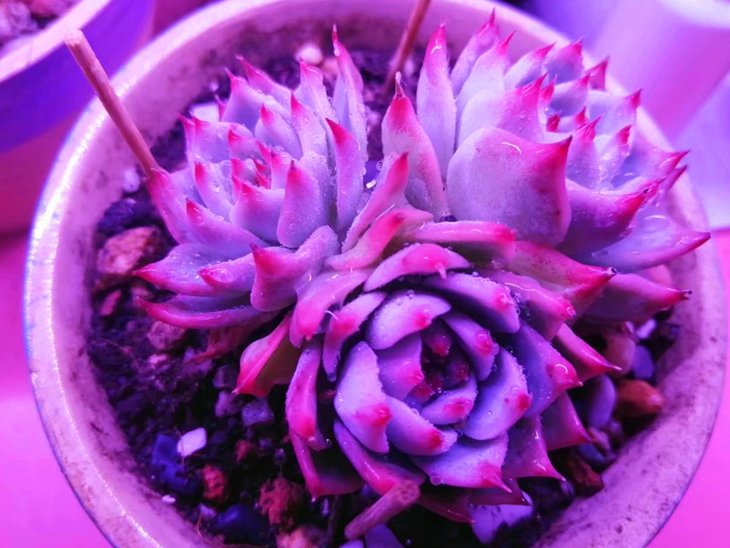 多肉水浇多了怎么补救最好,多肉水浇多了怎么快速干燥