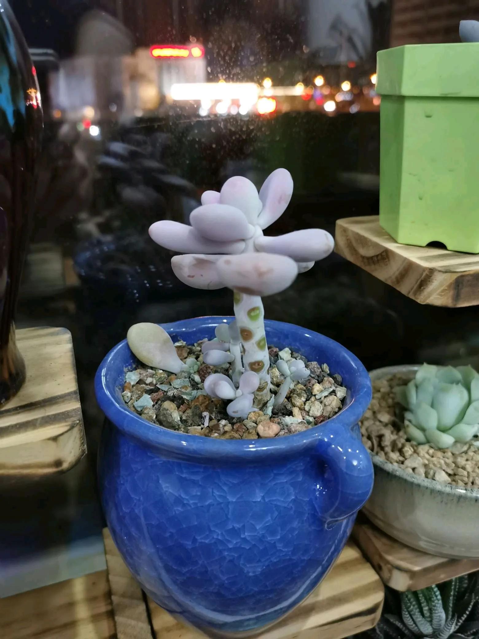 桃蛋徒长了还能恢复吗,桃蛋徒长叶片间距大怎么办