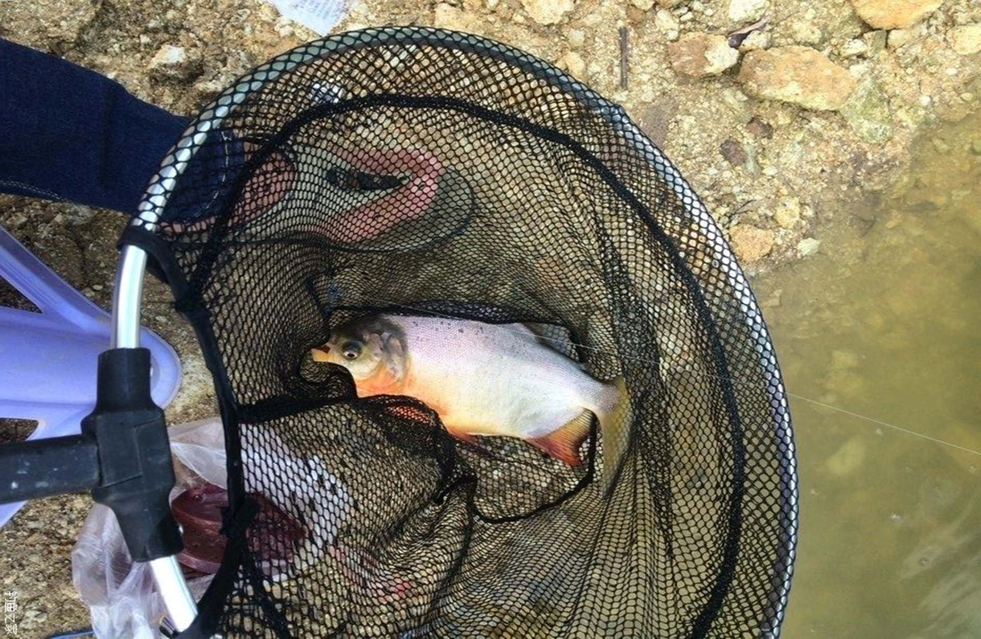 红烧鲳鱼最正宗的做法,红烧鲳鱼美味可口做法简单易学