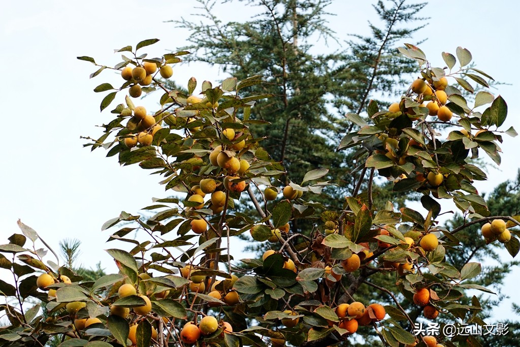 索尼黑卡二怎么拍,索尼黑卡2大光圈拍视频