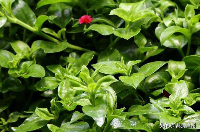 鸡瘟最有效最快的治疗方法,鸡得了鸡瘟可以打鸡瘟疫苗吗