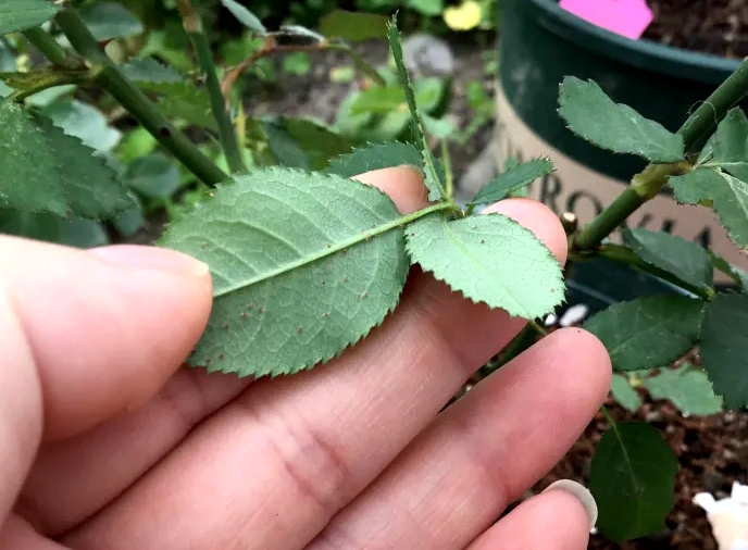 红蜘蛛的四大天敌,蚜虫红蜘蛛都有效的药
