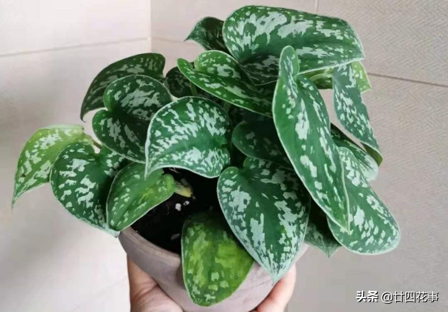 好看的喜阴室内小型绿植都有哪些,哪些绿植耐阴好养颜值高