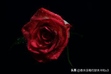 芦丹氏荔枝玫瑰,芦丹氏暗夜玫瑰