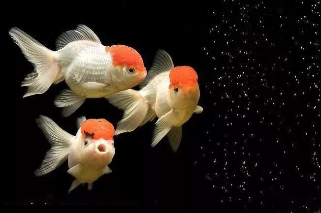 金鱼的饲养技巧和注意事项,草金鱼为什么养不大