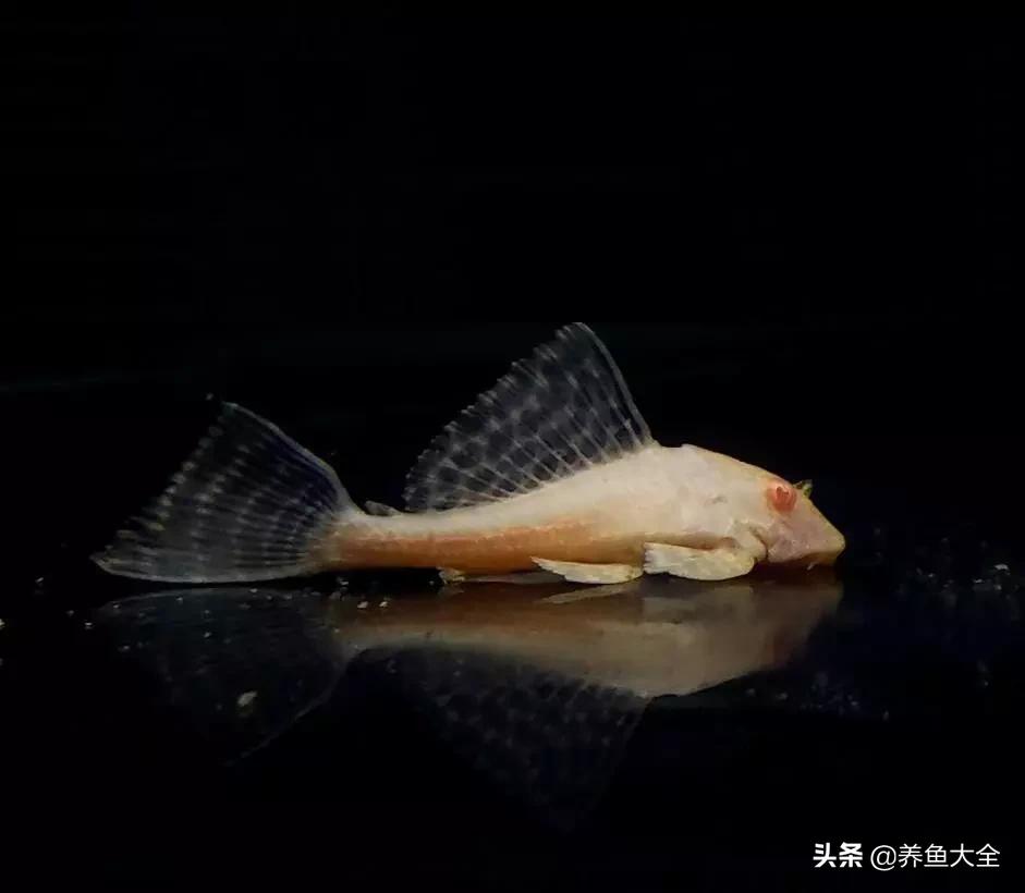 龙鱼混养打架怎么办,龙鱼混养要怎么样才不打架