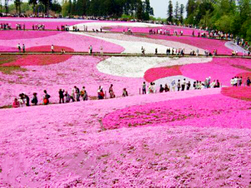 河北芝樱丛生福禄考种植基地,上海芝樱丛生福禄考报价