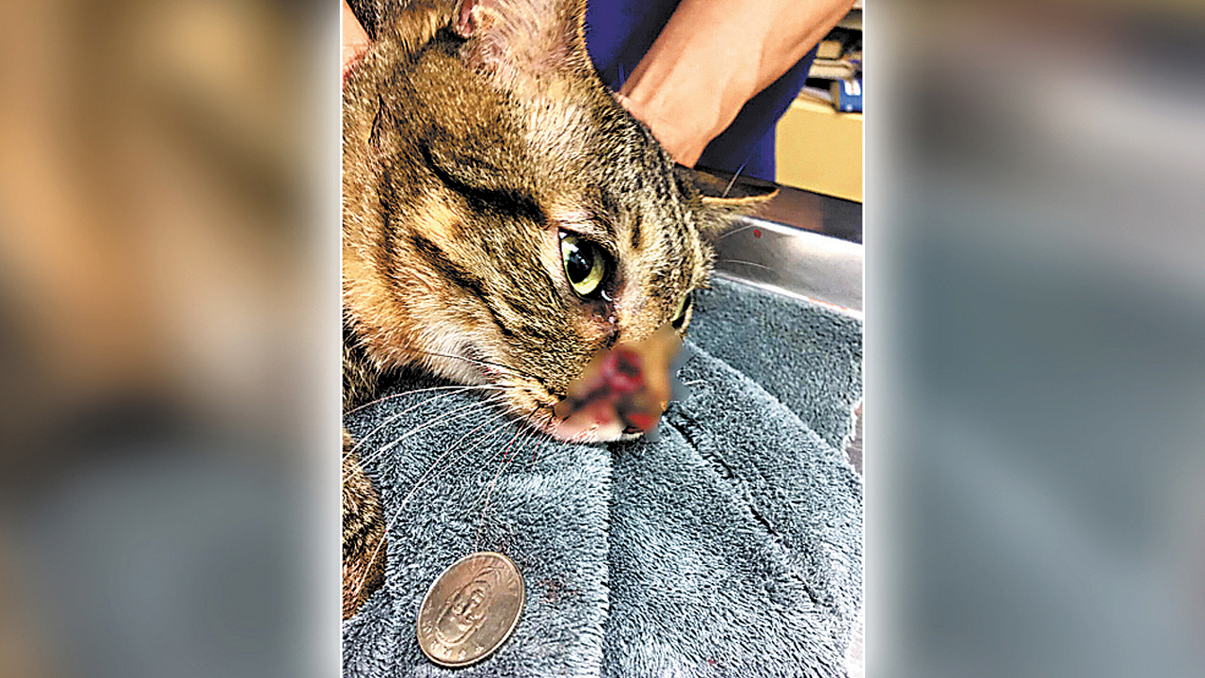 香港博士撒盐杀死蜗牛后续,香港博士生因撒盐杀害蜗牛后续