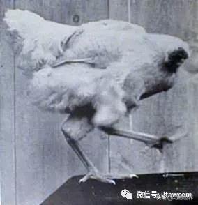 世界各国的著名动物,美国最著名的动物