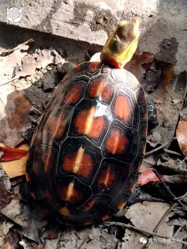 黄缘闭壳龟全集,黄缘闭壳龟和黄缘盒龟