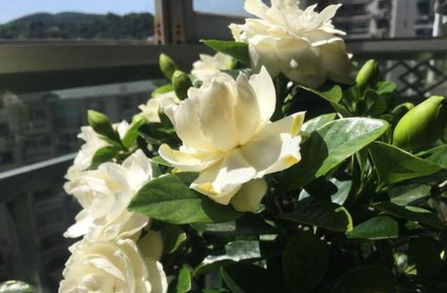 栀子花黄叶原因大揭秘,栀子花根部黄叶的原因及处理方法