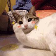 当你亲了猫一下它会摇尾巴,当你亲了猫一口会发生什么