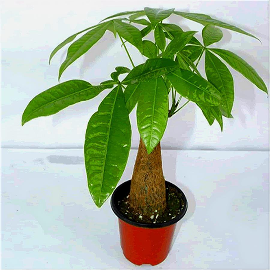 发财树黄叶简单补救方法,发财树黄叶掉叶枯枝怎样补救