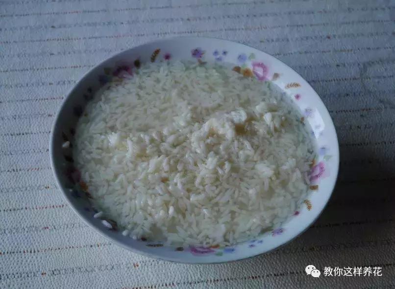 君子兰保命方法,君子兰神奇之处