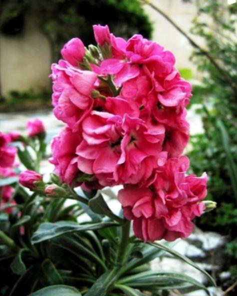 紫罗兰吊兰怎么养护才能养好,紫罗兰养护方法鲜切花