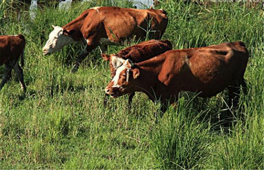 饲养黄牛的方法与技巧,黄牛养殖技术全过程