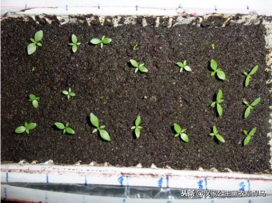 薰衣草种子生长全过程,芳香植物的养殖方法