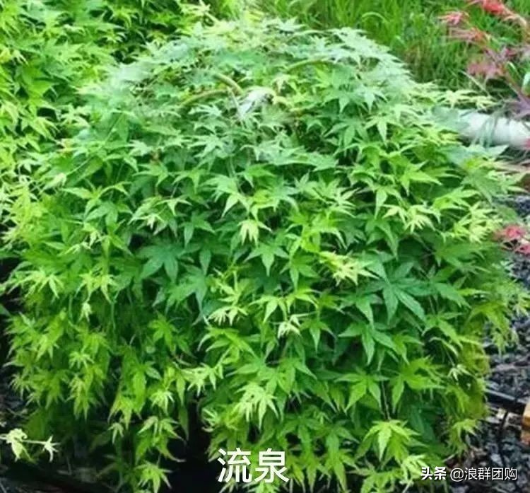 中式庭院藤类植物,枫树和紫藤
